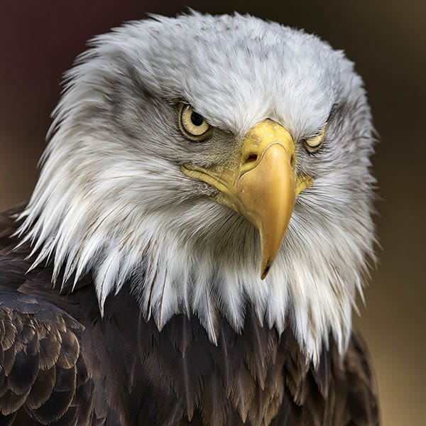 bald eagle close up white head