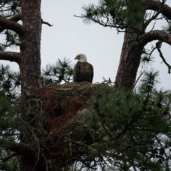 bald eagle nest pine tree