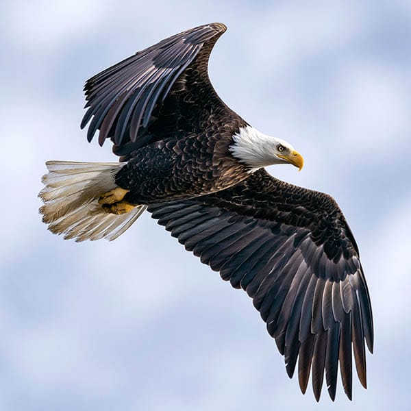 bald eagle soaring open sky