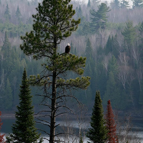 bald eagle wilderness shoreline perch