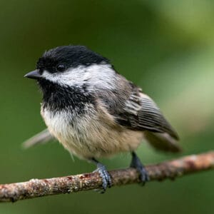 black capped chickadee perched on branch close up