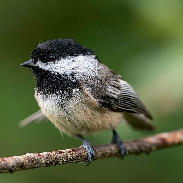 black capped chickadee perched on branch close up