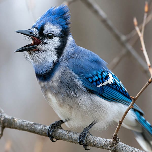 blue jay calling open beak branch