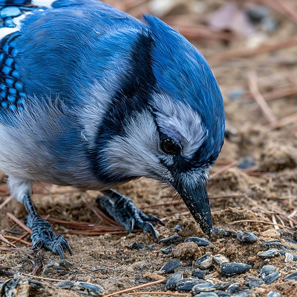blue jay problem solving behavior ground