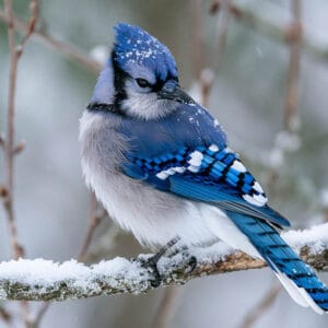 blue jay snow winter branch