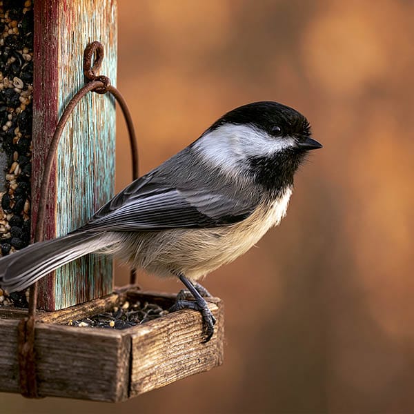 black capped chickadee bird feeder small bird eating seeds winter