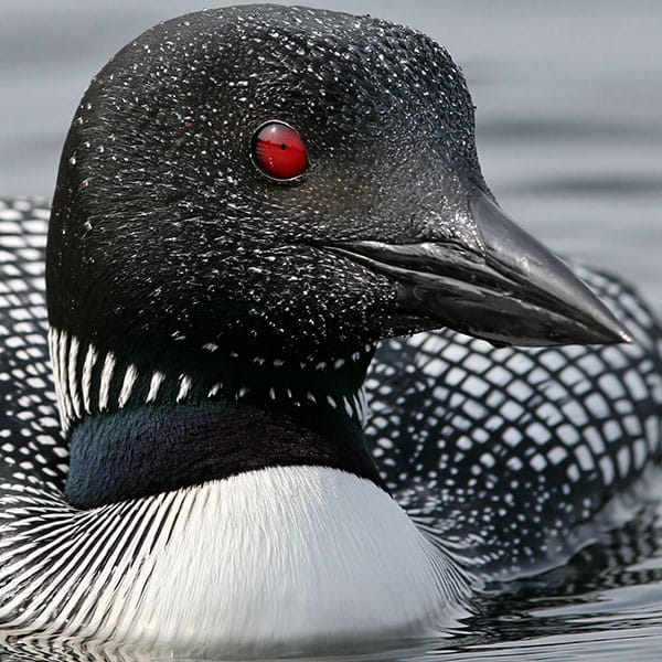 common loon feather detail red eyes