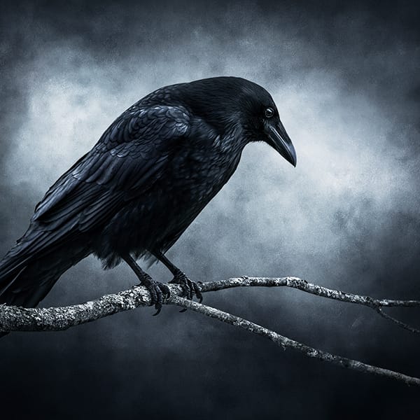 Crow on a tree branch with a moody background.