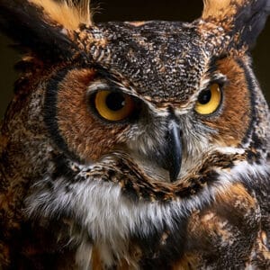 great horned owl feather detail close up