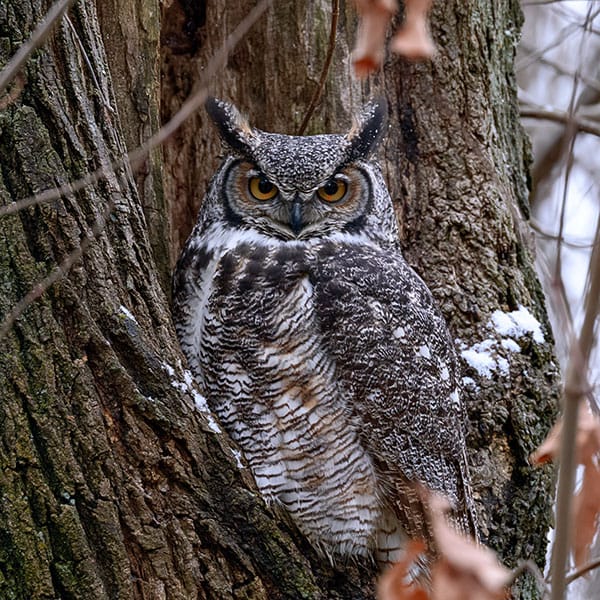 great horned owl nesting territory winter
