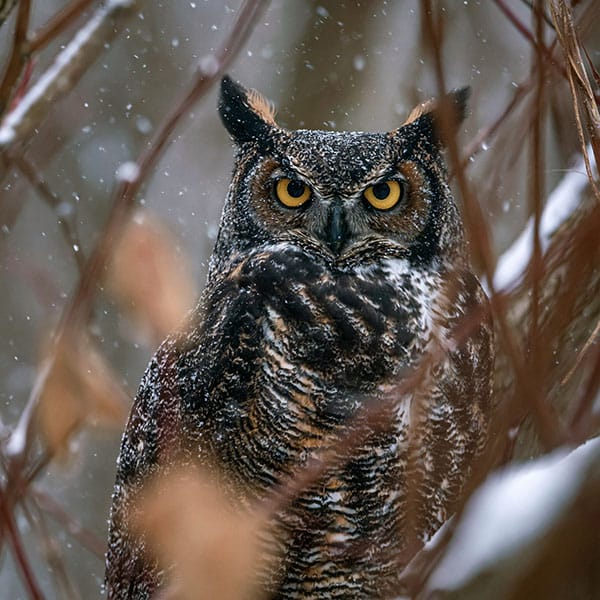 great horned owl woodland winter habitat