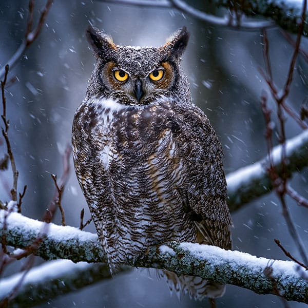 great horned owl yellow eyes winter branch