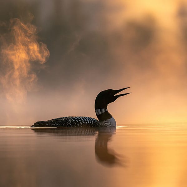 loon calling misty lake morning