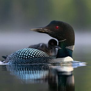 loon chick riding back lake water