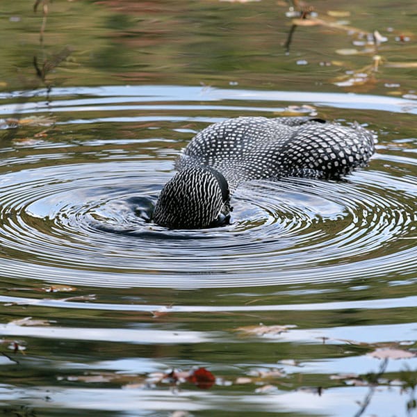 loon diving underwater lake ripples