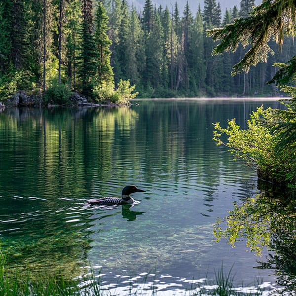 loon evergreen forest northern lake