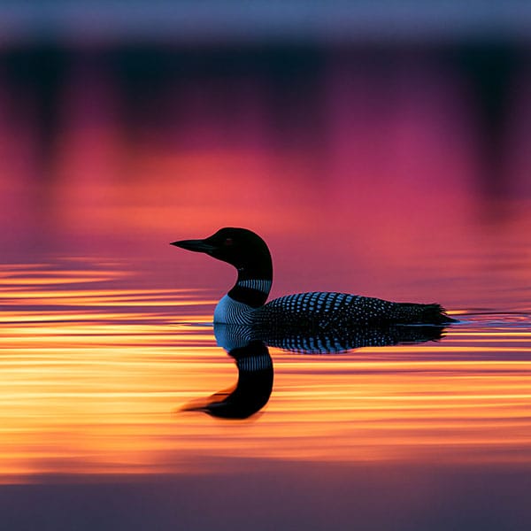 loon sunset reflection silhouette lake