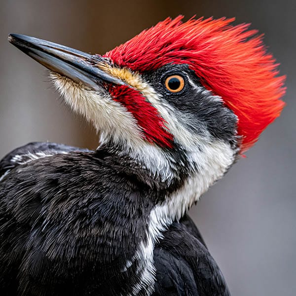 pileated woodpecker close up facial markings