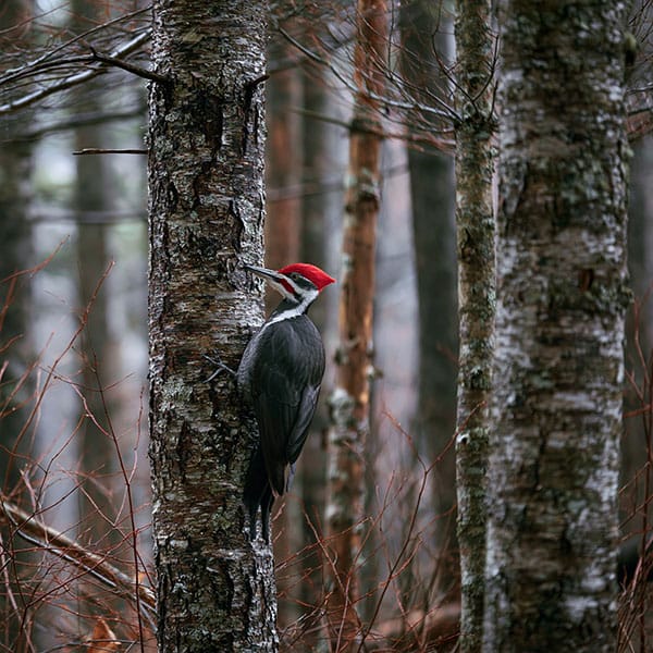 pileated woodpecker mature forest habitat
