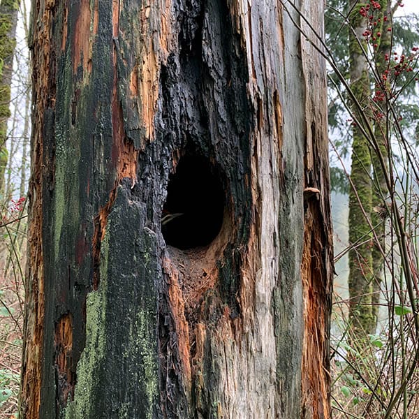 pileated woodpecker nesting cavity tree