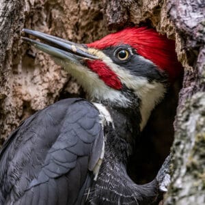 pileated woodpecker on tree